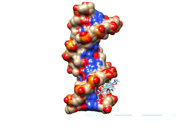 docking of doxorubicin in the minor groove of DNA