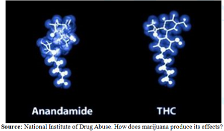 Anandamid and Trans-Δ⁹-Tetrahydrocannabinol
