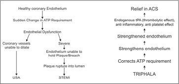 Endothelial Cell Dysfunction/Endothelium Strengthening