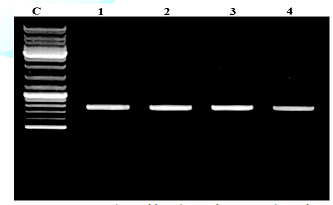 PCR products of fungal DNA from pure culture after amplification with primers (5‟ ACCCGCTGAACTTAAGC-3‟) and (5‟-TCCTGAGGGAAACTTCG-3‟).