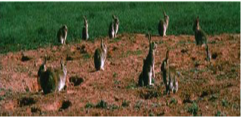 Rabbits population in Campbell town