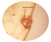 Protein crystal crystals in midrib of leaf.
