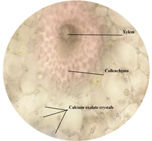 Xylem, collenchyma and calicum oxalate crystal in petiole of leaf.