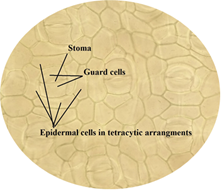 Stoma, guard cells and epidermal cells in tetracytic arrangements in stomata of leaf.