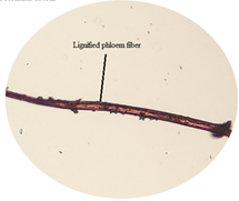 Lignified phloem fiber in powdered leaf.