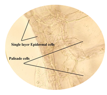 Single layer epidermal cells and palisade cells in lamina of leaf.