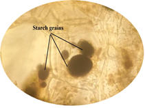 Starch grain in lamina of leaf in lamina of leaf.