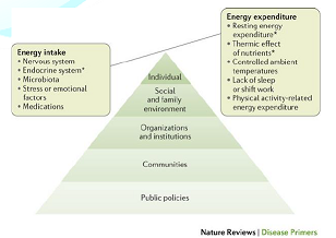 Key factors involved in the regulation of energy balance
