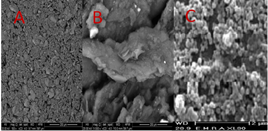 Scanning electron microscope images of (A) bare CPE, (B) SMCPE and (C) GNP/SMCPE.