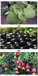 Pictures of some plant parts from antioxidant