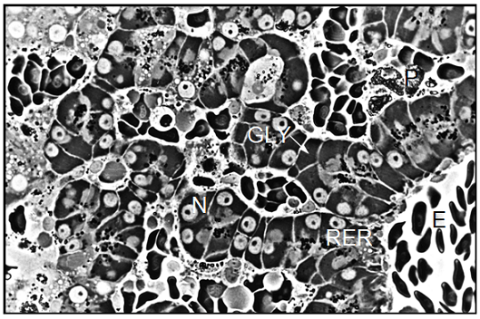 Light microscopic image of a semithin section showing the liver structure of a xenopus female control. the hepatocytes show few signs of protein synthetic activity. the semithin section was stained with 1% p-phenylendiamine. magnification:  800. e=