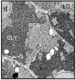 (Left) Electron micrograph showing parenchymal liver cells from a Xenopus laevis control male. The ultrastructural picture is characterized by the large amount of deposited glycogen and represents a basic level of cellular and protein synthetic activity. Magnification:  4700.