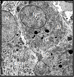 (Right) Hepatocytes from an HCG treated Xenopus female. In these cells, the glycogen content is drastically decreased. Some cisternae of the rough endoplasmic reticulum are torn apart and scattered in fragments throughout the cytoplasm. The nuclear membrane shows no undulations and the nucleus contains dispersed chromatin, indicating an enhanced cellular activity. Magnification:  4700.