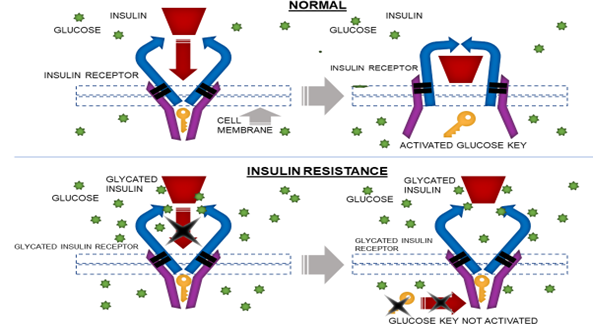 Glycation of Insulin and Insulin Receptors