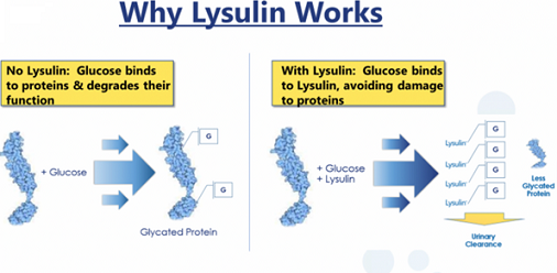 Mechanism for Inhibition of Protein Glycation by Lysulin