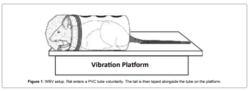 WBV setup. Rat enters a PVC tube voluntarily. The tail is then taped alongside the tube on the platform.