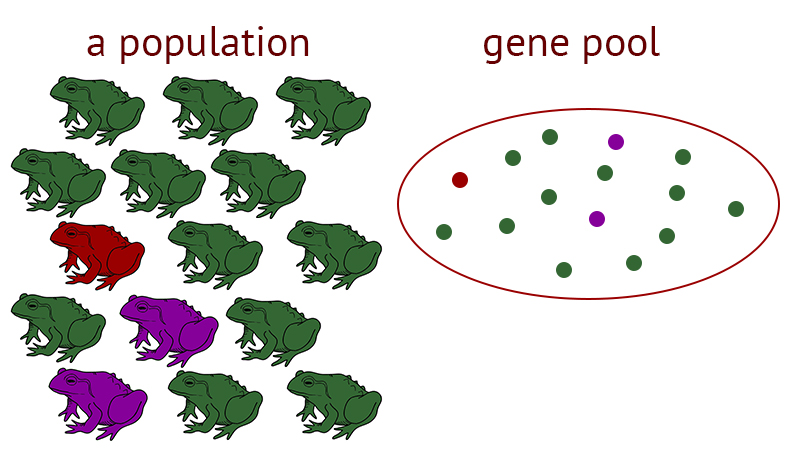Gene pool | monomorphic | Edelweiss Journal of Genetics